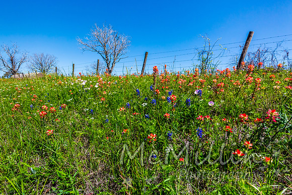 2016 Texas Flowers-6693