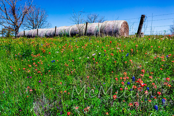 2016 Texas Flowers-6701