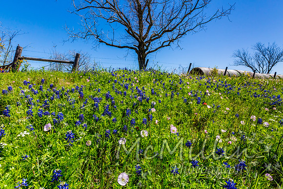 2016 Texas Flowers-6714