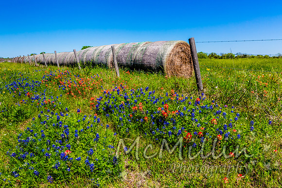 2016 Texas Flowers-6724