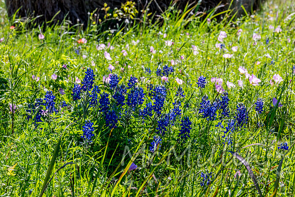 2016 Texas Flowers-6742