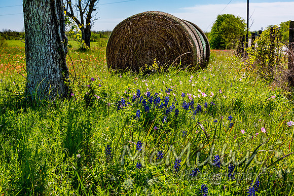 2016 Texas Flowers-6744