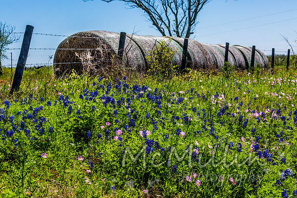2016 Texas Flowers-6750