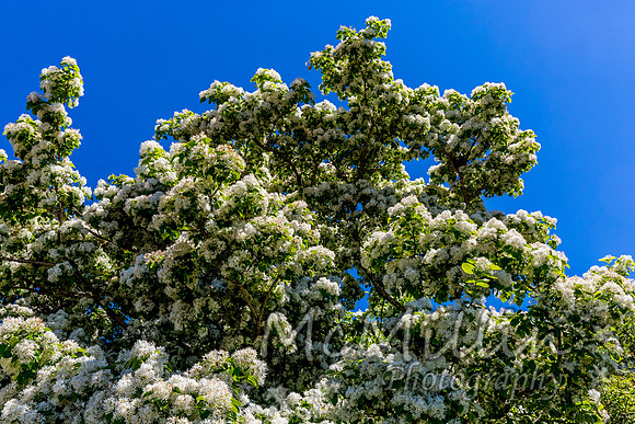 2016 Texas Flowers-6775