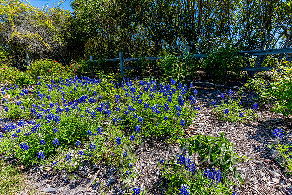 2016 Texas Flowers-6778