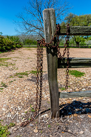 2016 Texas Flowers-6793