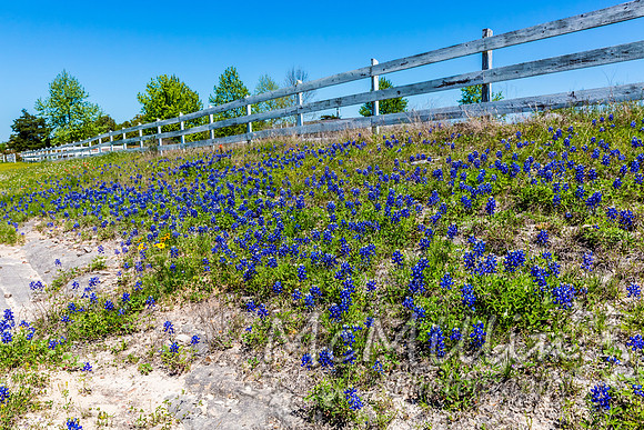 2016 Texas Flowers-6803