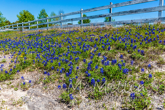 2016 Texas Flowers-6805