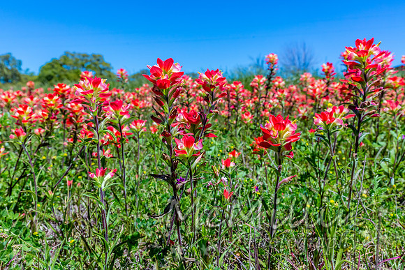 2016 Texas Flowers-6815