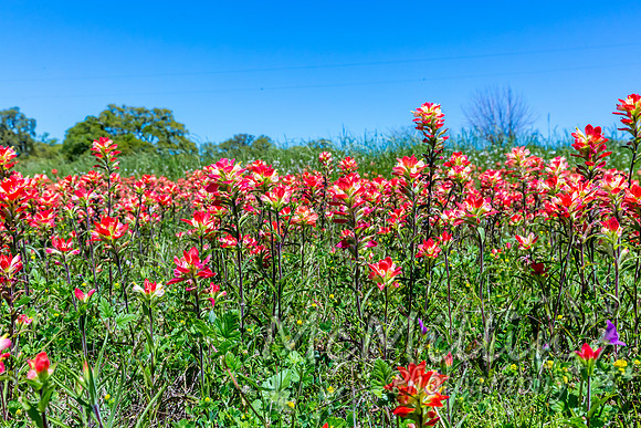 2016 Texas Flowers-6816