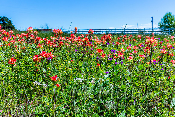 2016 Texas Flowers-6823
