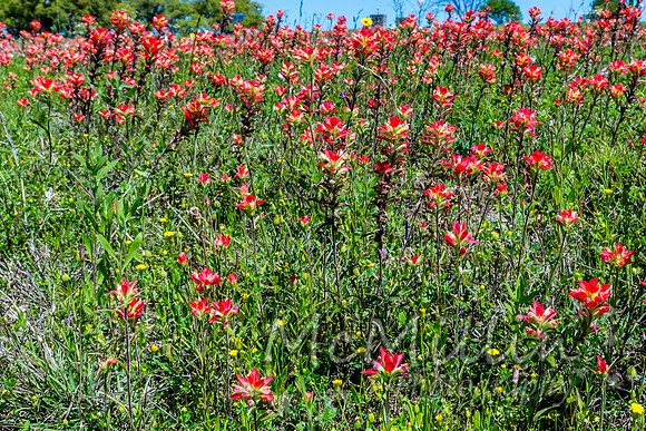 2016 Texas Flowers-6832