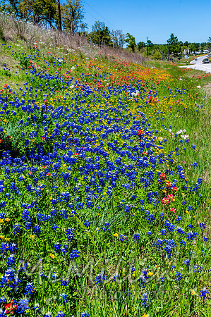 2016 Texas Flowers-6839