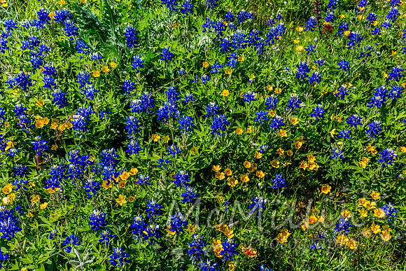 2016 Texas Flowers-6843