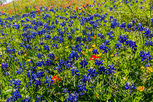 2016 Texas Flowers-6850