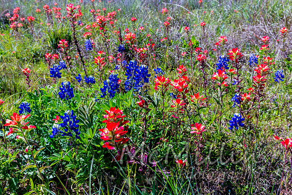 2016 Texas Flowers-6852