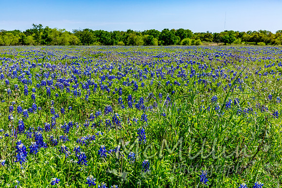 2016 Texas Flowers-6867