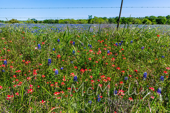 2016 Texas Flowers-6875