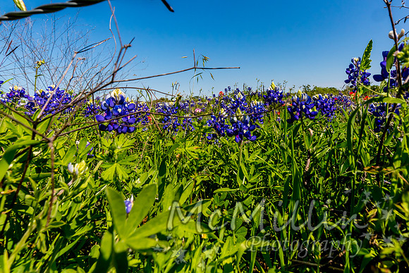 2016 Texas Flowers-6885