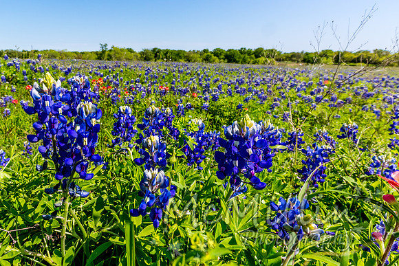 2016 Texas Flowers-6886