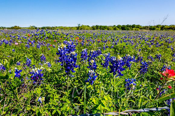 2016 Texas Flowers-6887