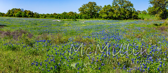 2016 Texas Flowers-6937-Pano