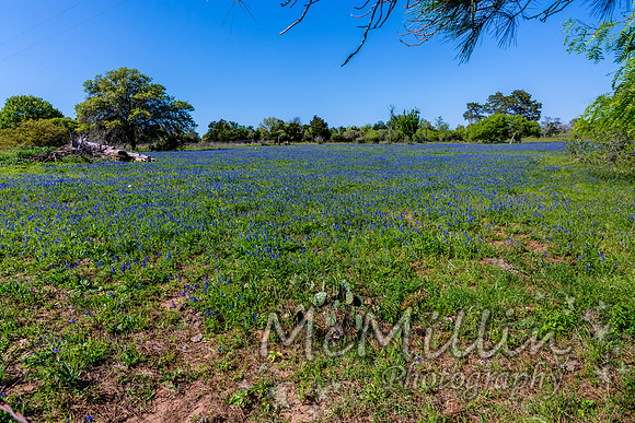 2016 Texas Flowers-7074