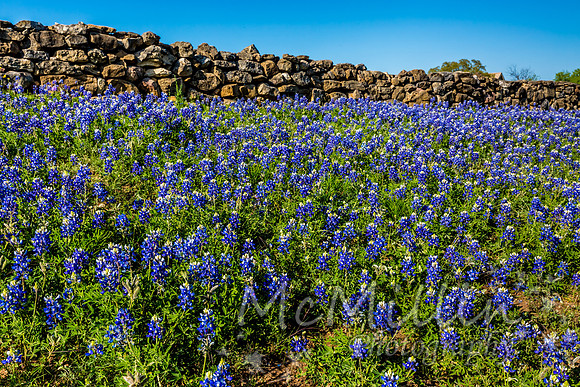 2016 Texas Flowers-7105