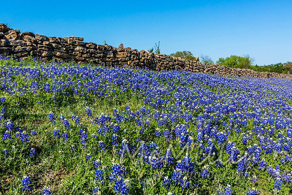 2016 Texas Flowers-7109