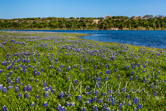 2016 Texas Flowers-7116