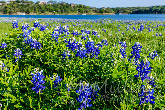 2016 Texas Flowers-7125