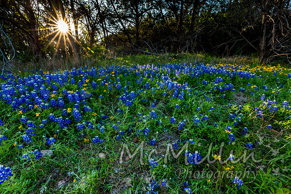 2016 Texas Flowers-7158