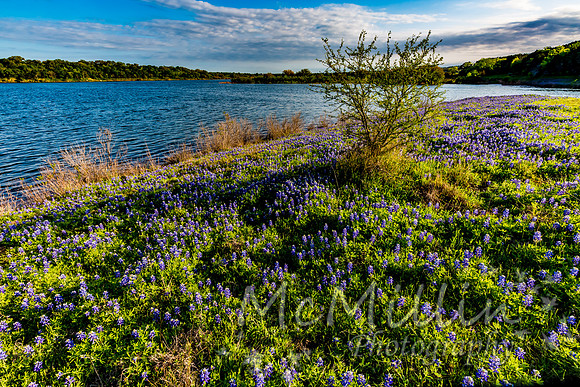 2016 Texas Flowers-7166