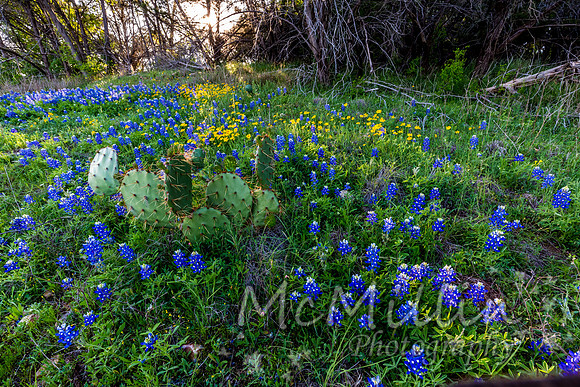 2016 Texas Flowers-7182