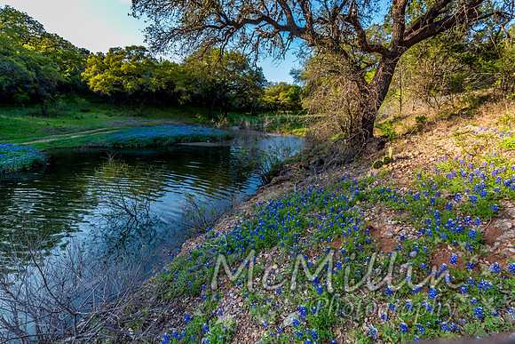 2016 Texas Flowers-7219