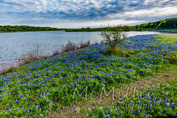 2016 Texas Flowers-7237