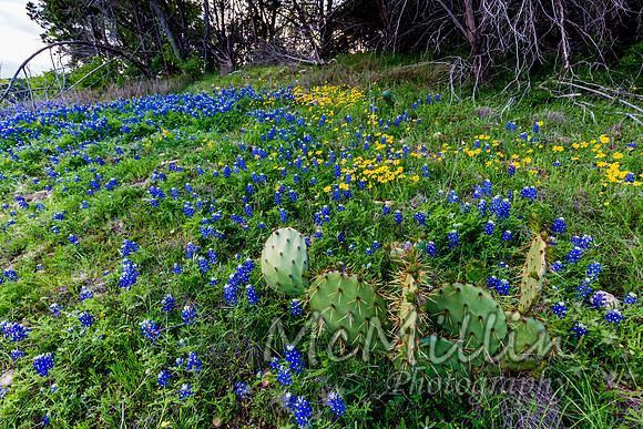 2016 Texas Flowers-7254