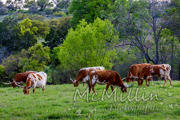 2016 Texas Flowers-7281