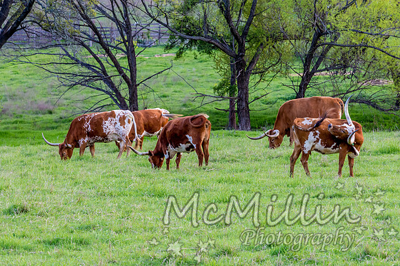 2016 Texas Flowers-7289