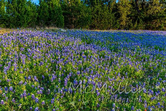 2016 Texas Flowers-7298