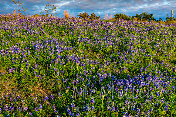 2016 Texas Flowers-7308