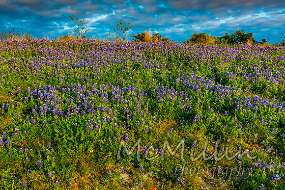 2016 Texas Flowers-7309