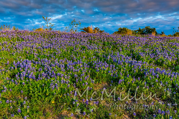 2016 Texas Flowers-7313