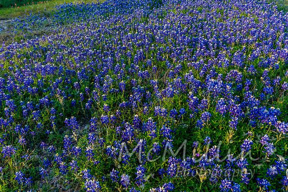 2016 Texas Flowers-7317