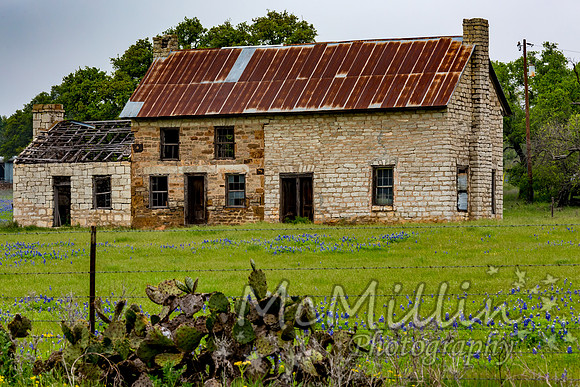 2016 Texas Flowers-7408