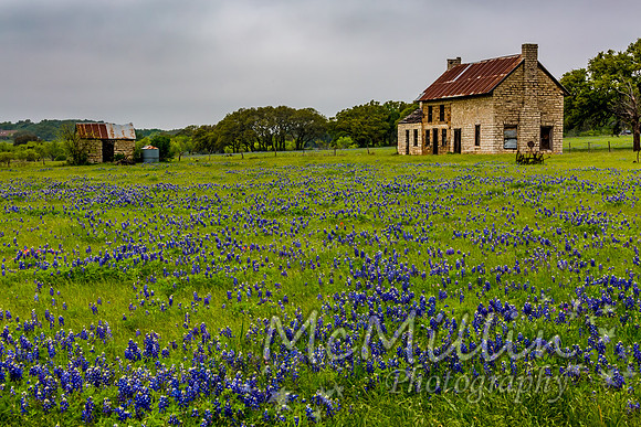 2016 Texas Flowers-7468