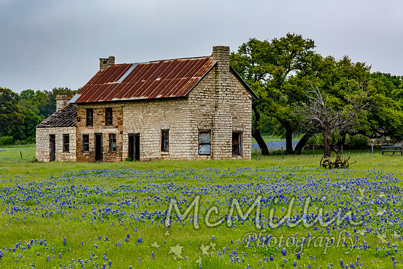 2016 Texas Flowers-7481