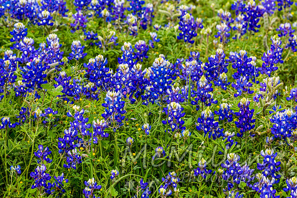 2016 Texas Flowers-7525
