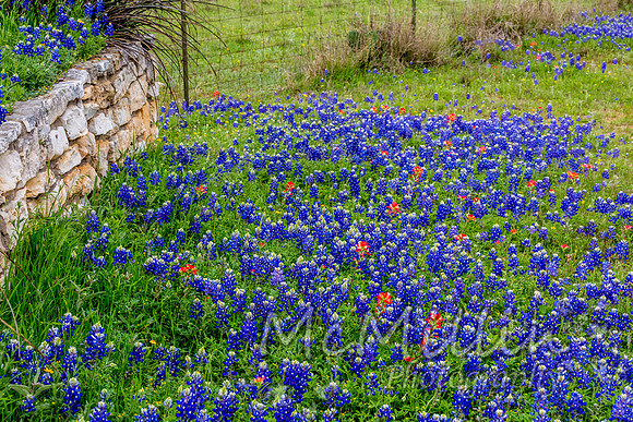 2016 Texas Flowers-7528