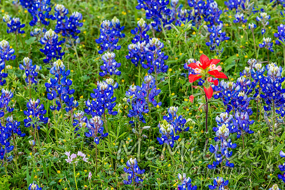 2016 Texas Flowers-7533